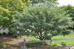 Euonymus alatus 'Compacta' — photo 3